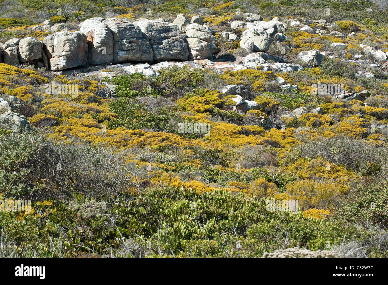 Boulders among flowering fynbos Kogelberg Nature Reserve Table Mountain National Park Cape Peninsula Western Cape South Africa Stock Photo