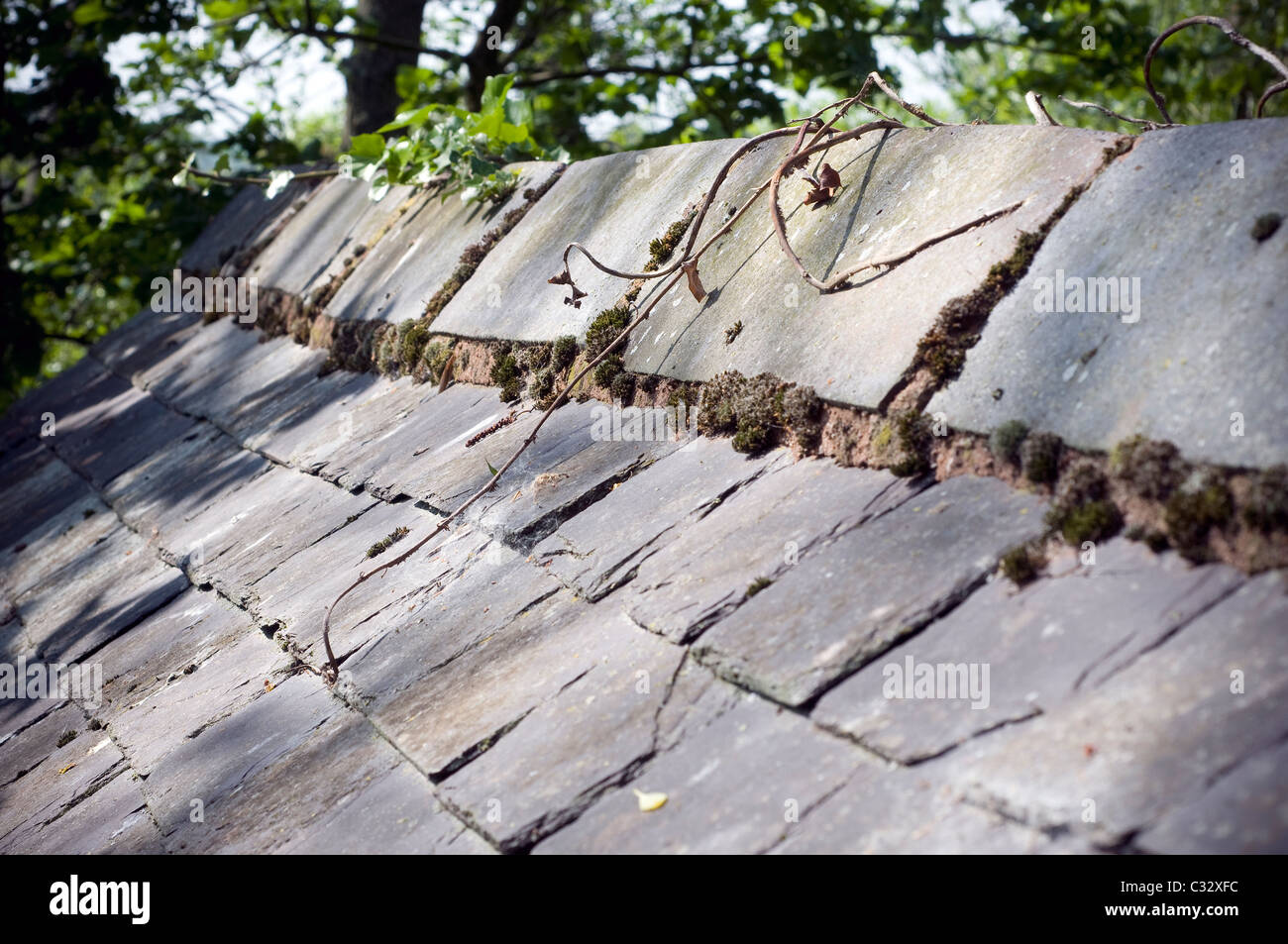 Ridge of slate roof, old, rotting, plants, slate, roof Stock Photo