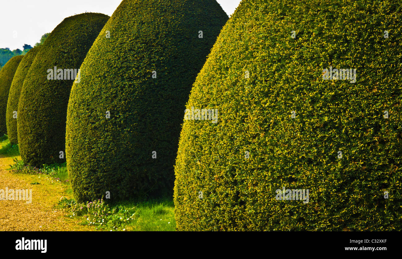 Trimmed yew bushes beside a path in a churchyard. Stock Photo