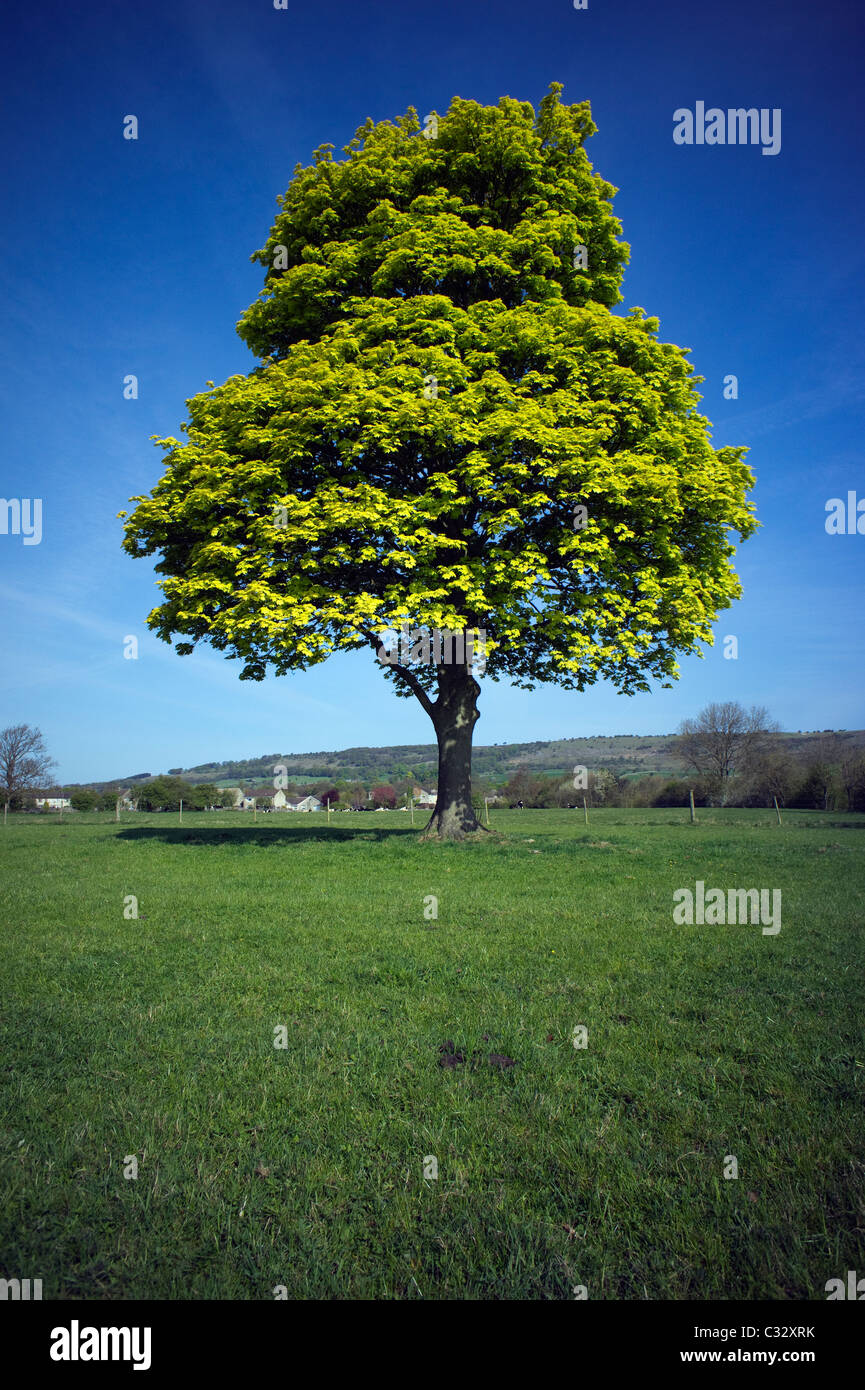 Fresh green spring leaves on a tall Sycamore tree at Great Longstone in Derbyshire Great Britain Stock Photo