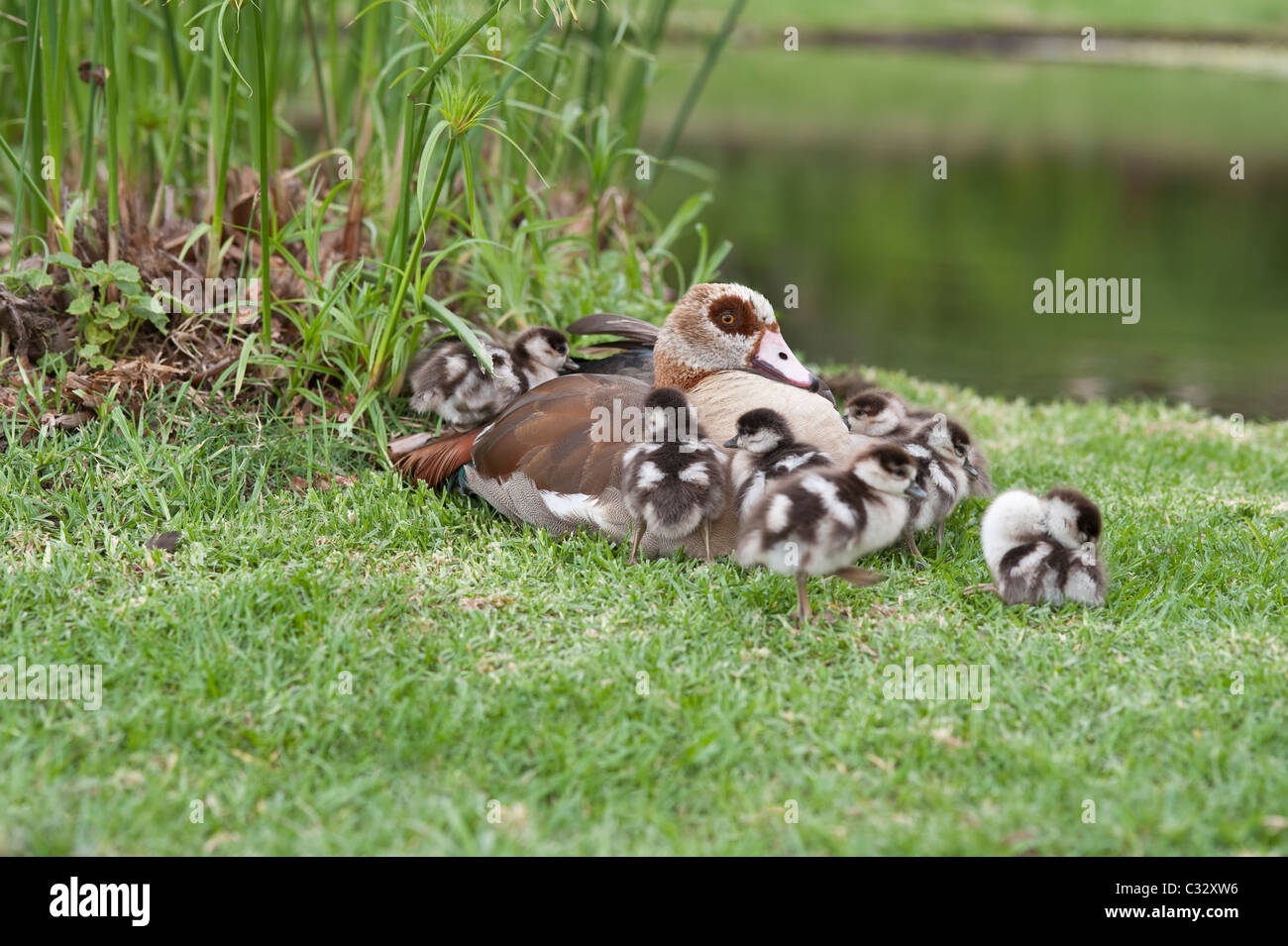 Egyptian Goose (Alopochen aegyptiaca) female with newly fledged goslings settling for the night near the  water edge Stock Photo