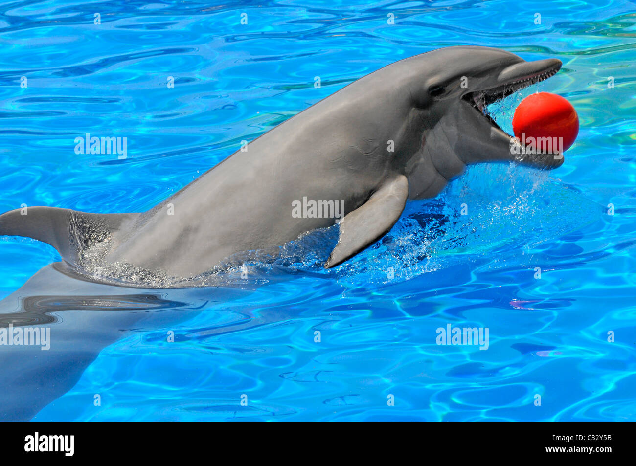 Two Dolphins In A Blue Water Playing With Balls Stock Photo