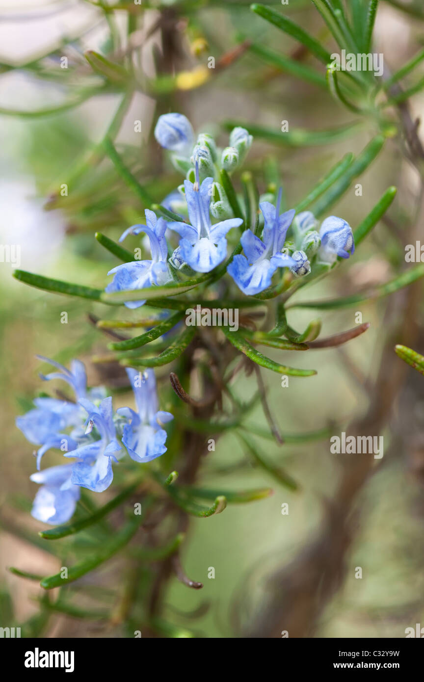 Rosmarinus officinalis. Rosemary flowers. Flowering herb Stock Photo