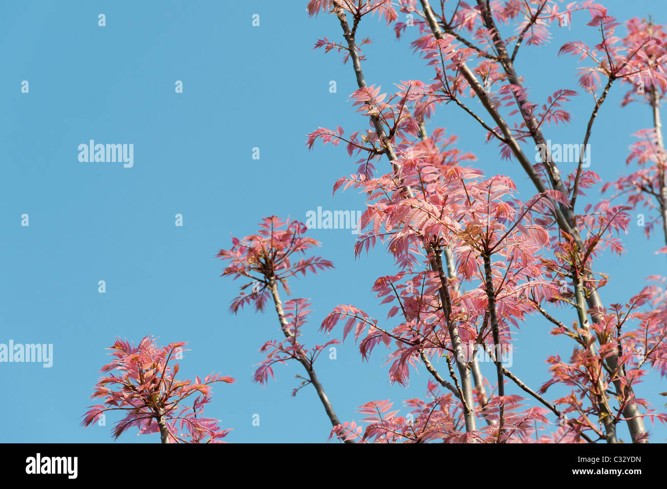 Toona sinensis 'Flamingo'. Chinese Mahogany 'Flamingo' tree with pink leaves in spring. UK Stock Photo