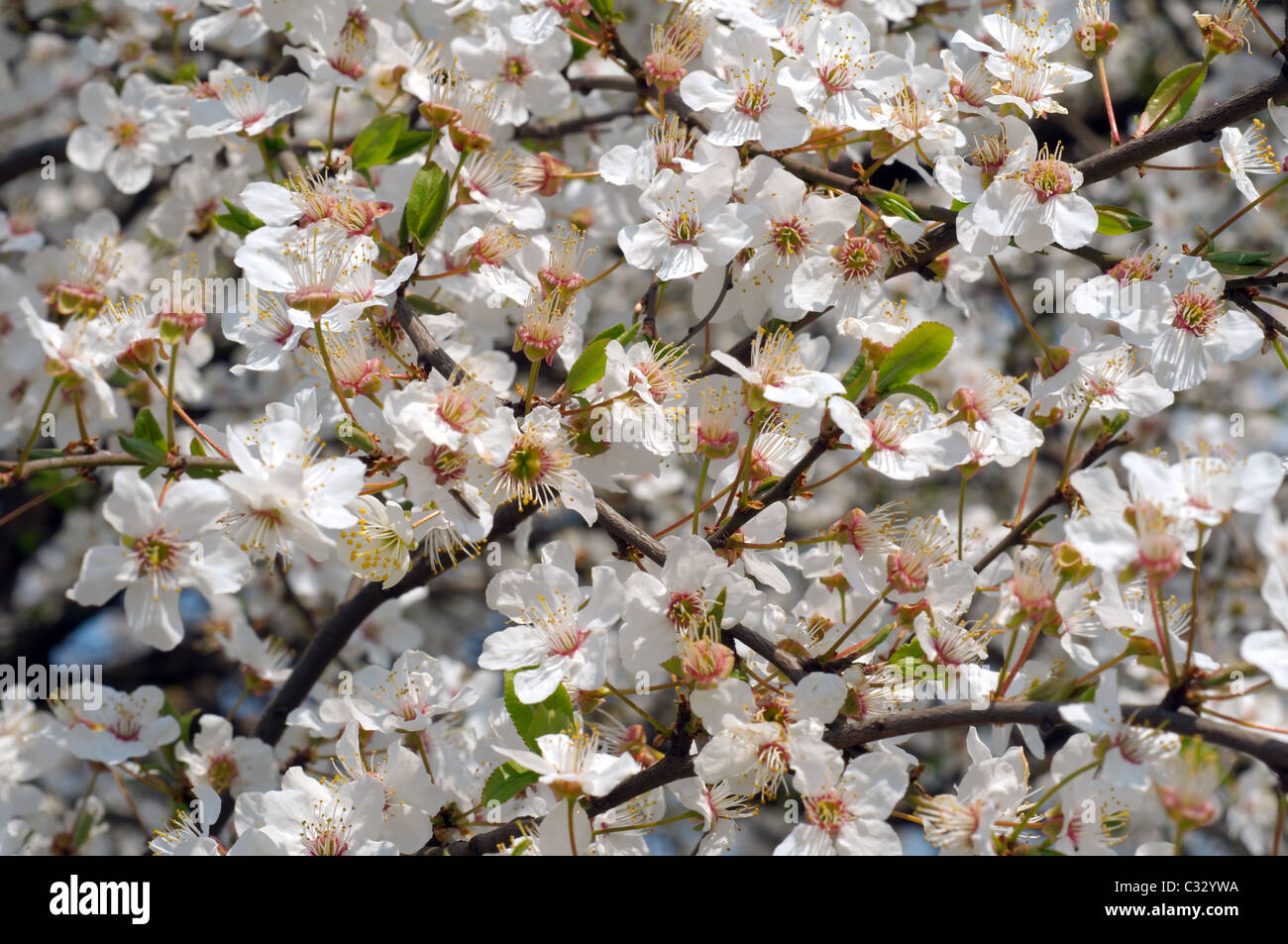 Blossoming Cherry (Prunus avium), Ukraine, Eastern Europe Stock Photo
