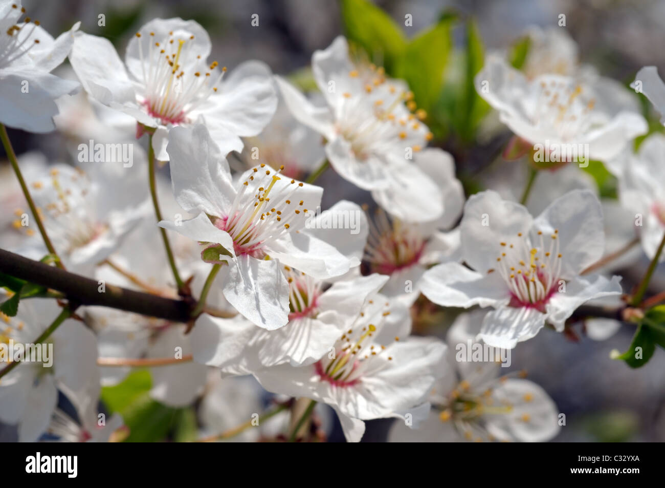 Blossoming Cherry (Prunus avium), Ukraine, Eastern Europe Stock Photo