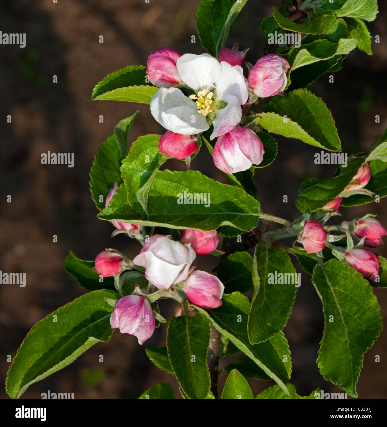 Cox's Apple blossom flower Stock Photo