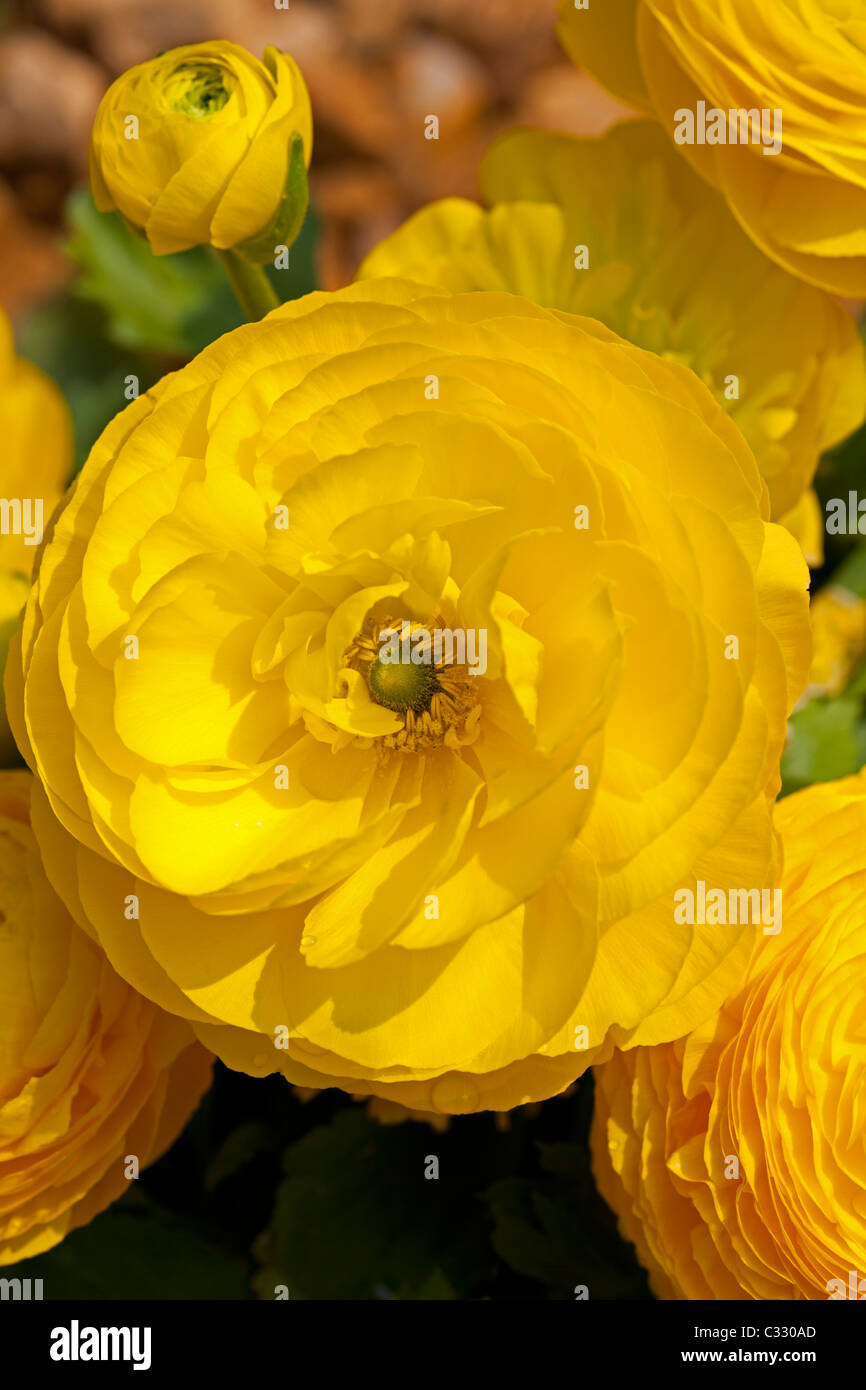 Yellow Ranunculus flowers in sunshine Stock Photo - Alamy