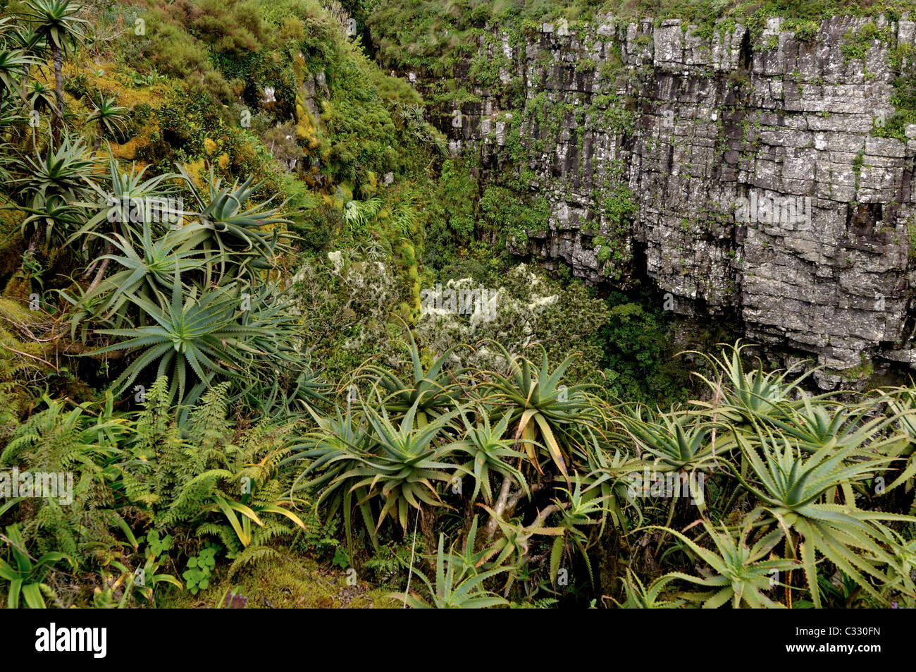 Mountain aloes growing in the natural environment of Drakensberg in South Africa Stock Photo