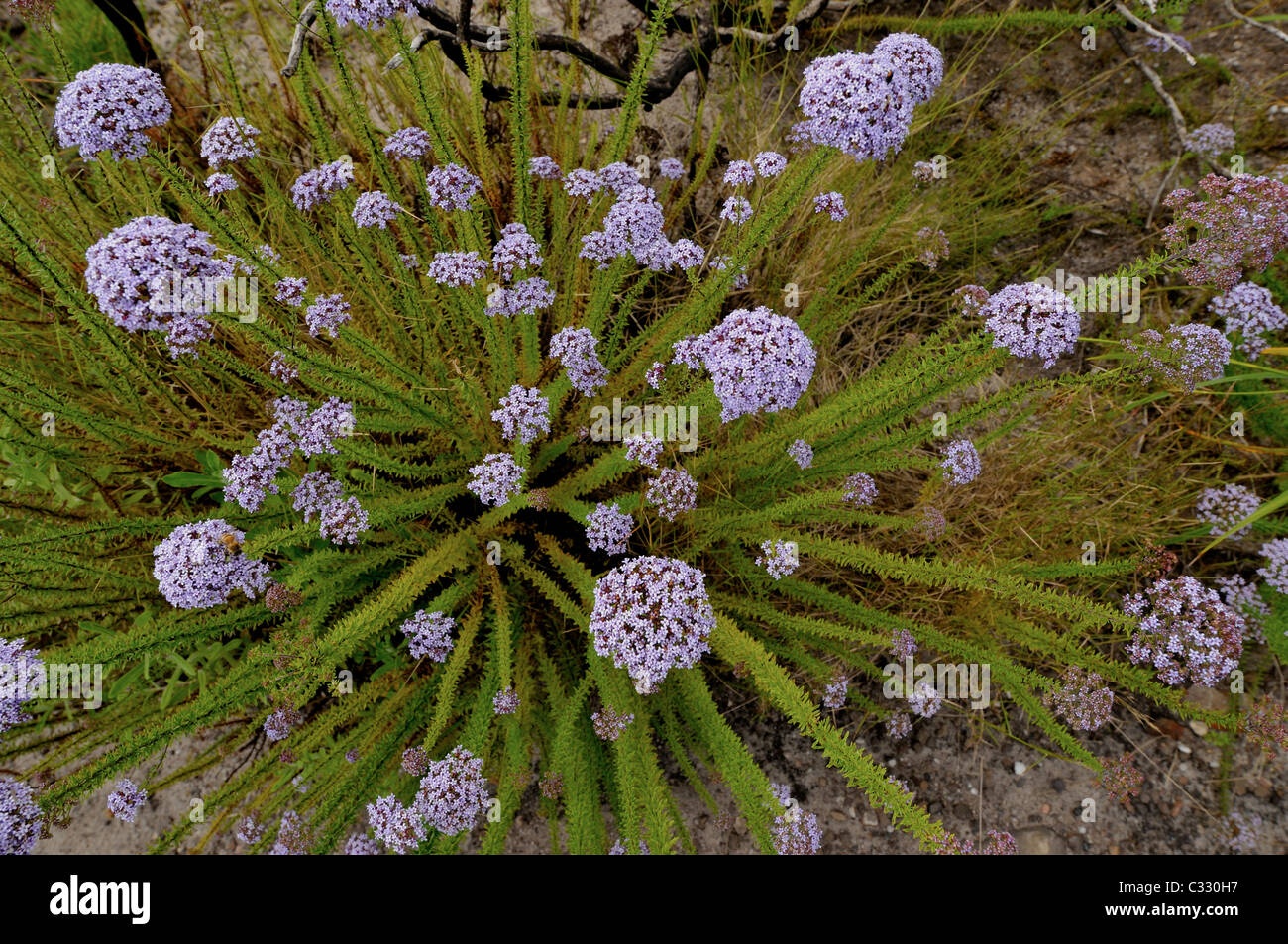 Mountain flowers growing in the natural environment of Drakensberg in South Africa Stock Photo