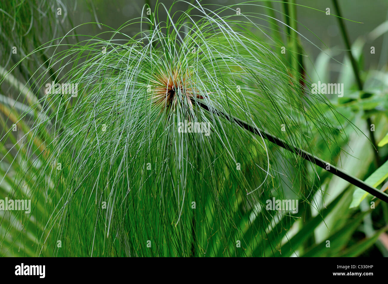 Cyperus papyrus -papyrus sedge growing in Tropical Gardens at Sun City -South Africa Stock Photo