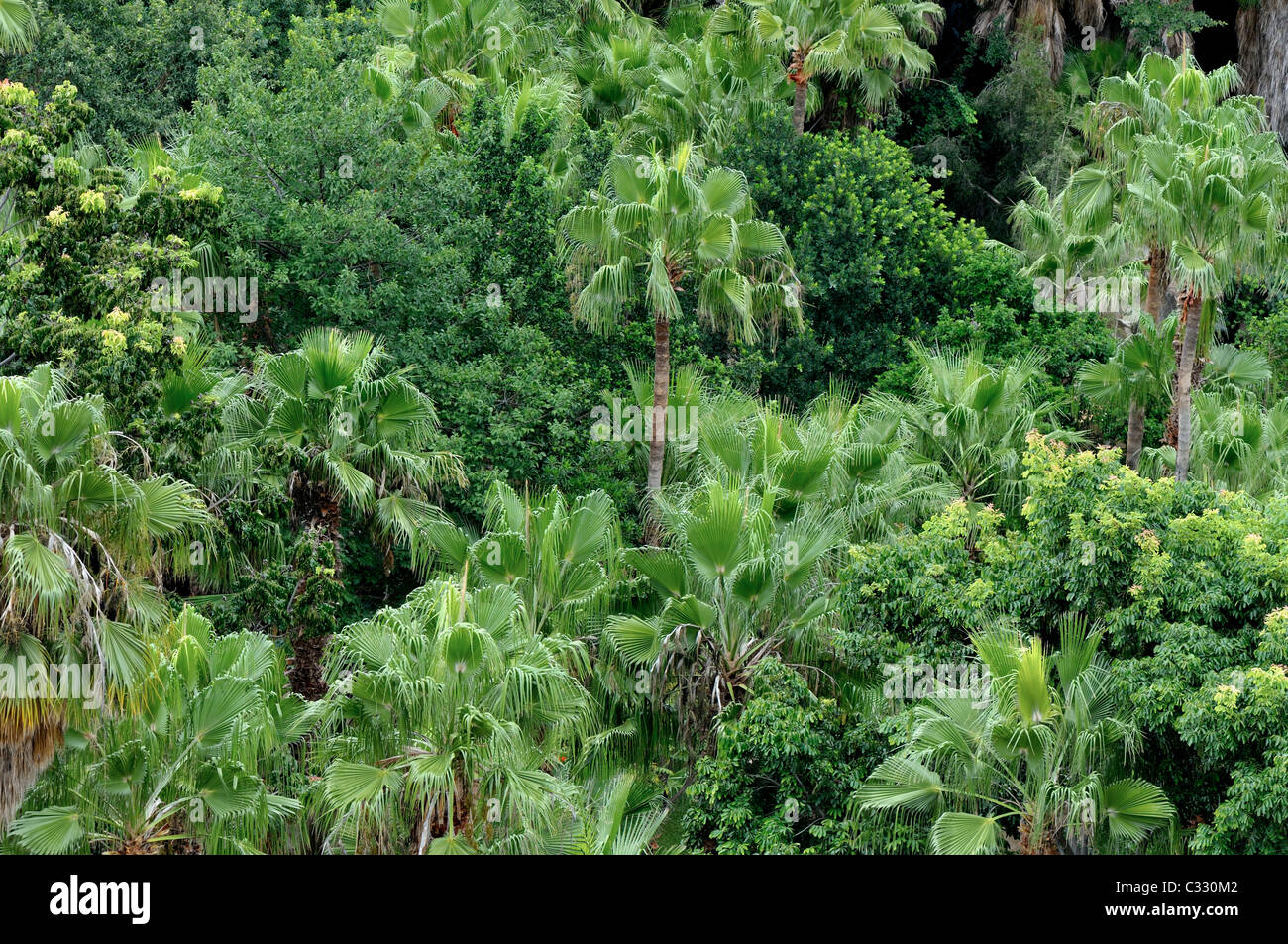 Palm Trees at Sun City holiday resort in South Africa Stock Photo Alamy