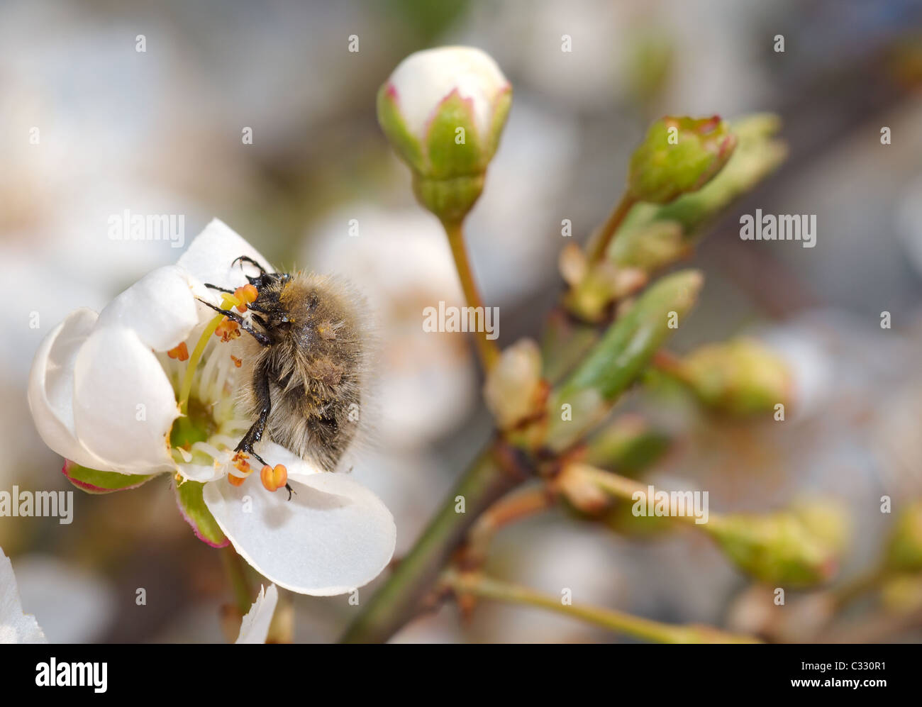 Apple blossom beetle (Epicometis hirta Poda), Ukraine, Eastern Europe Stock Photo