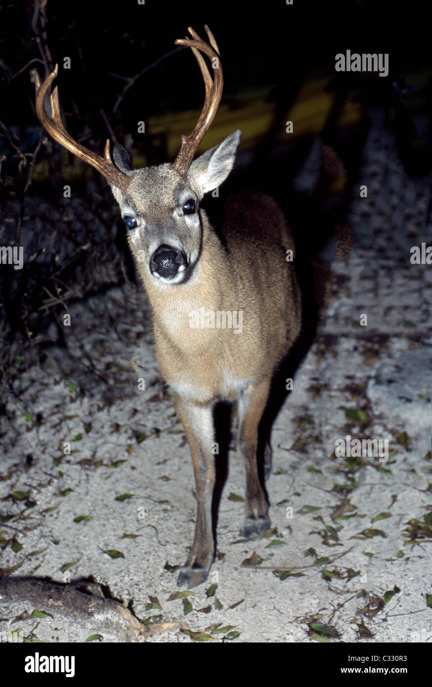 A male Key Deer, an endangered subspecies of whitetailed deer, forages