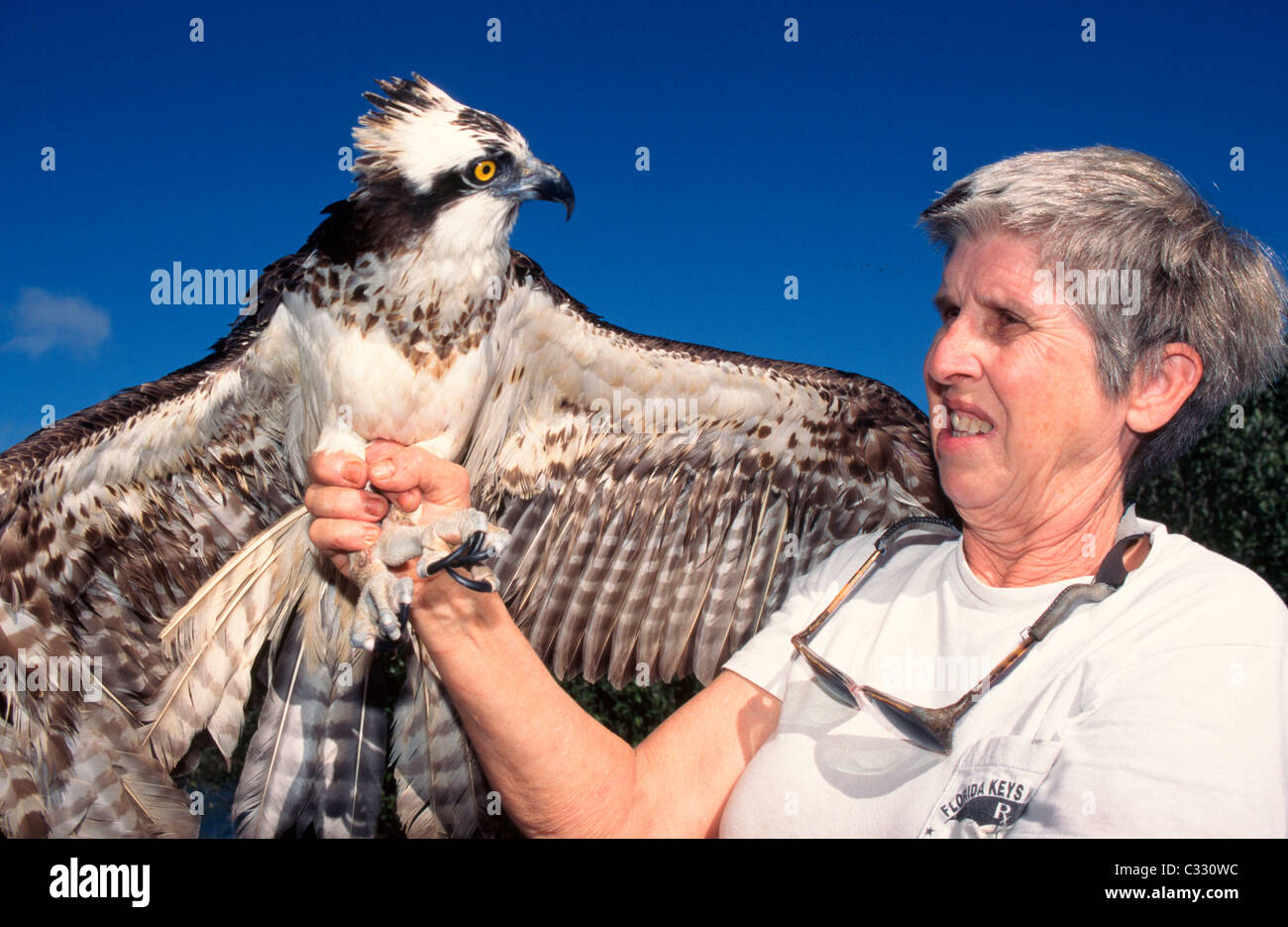 An injured Osprey spreads its wings while being held by a volunteer at a wild bird sanctuary in Tavernier, Florida, USA. Stock Photo