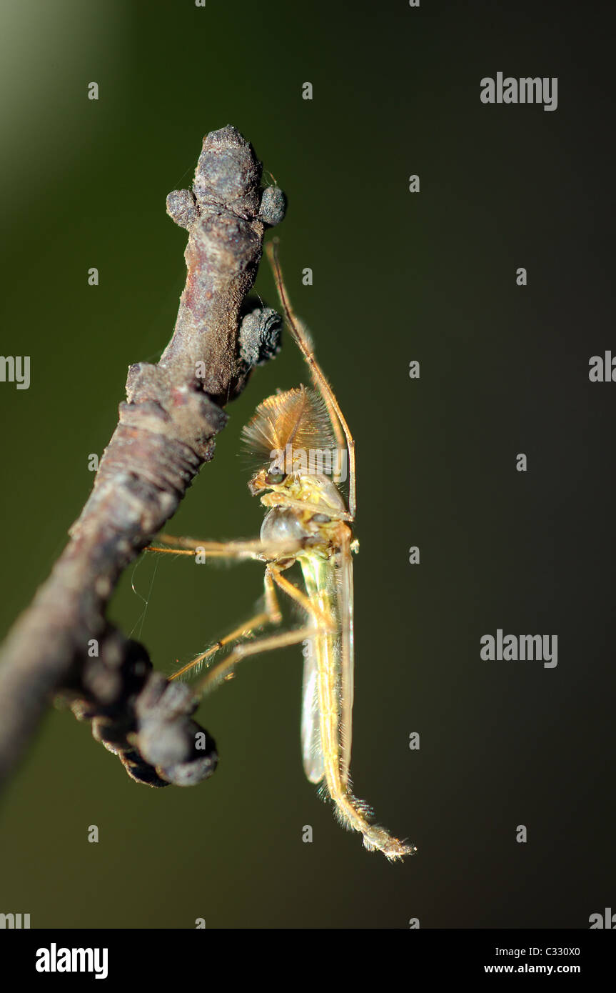 Buzzer midge (Chironomus plumosus), male, non-biting midge, Ukraine, Eastern Europe Stock Photo