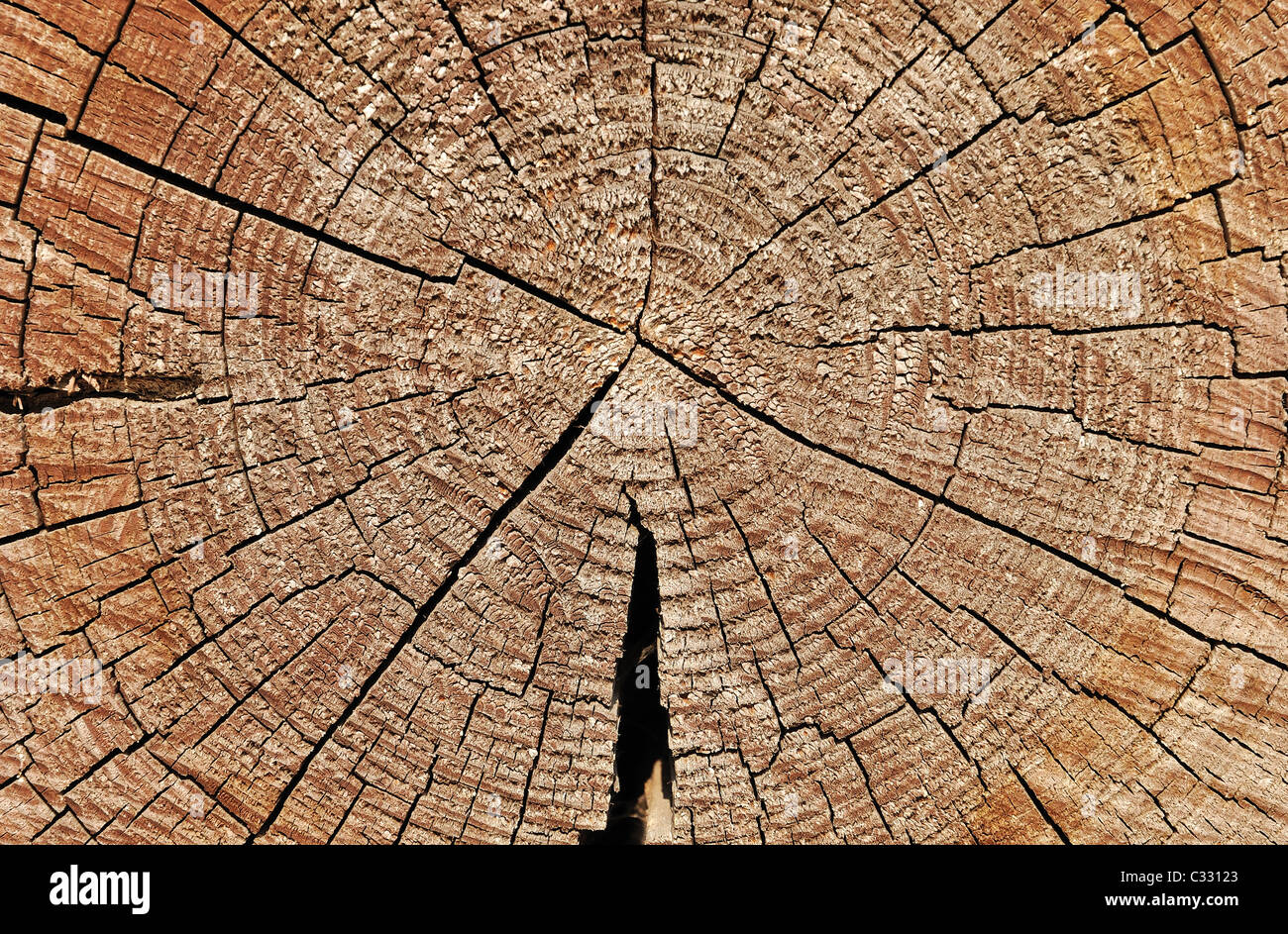 Weathered wooden cut Stock Photo