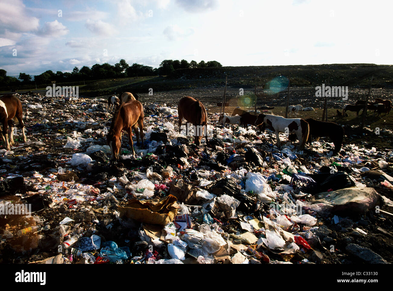 Co Dublin, Ireland, Feral Itinerant Ponies Stock Photo