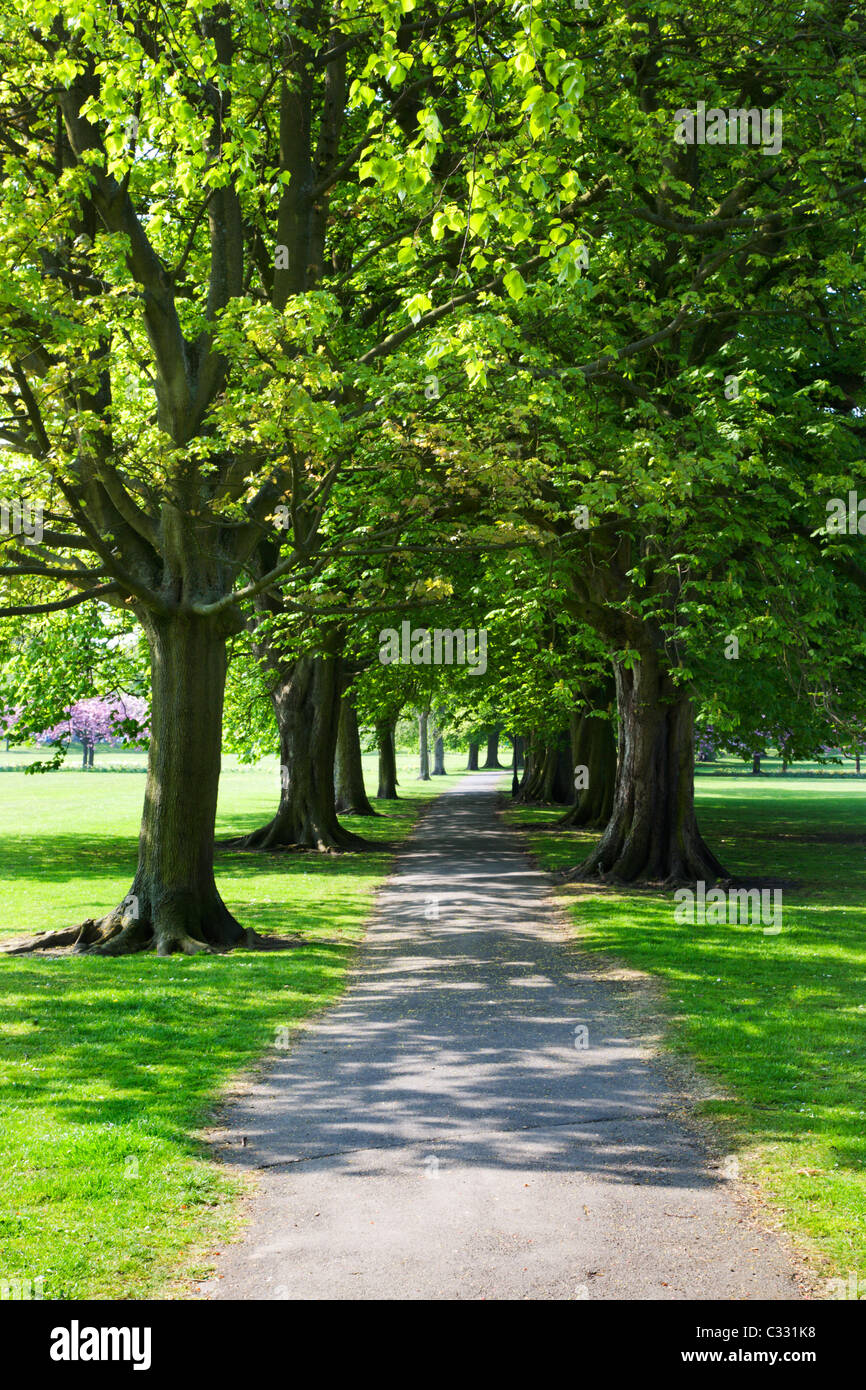 Avenue of Spring Trees on The Stray Harrogate North Yorkshire England
