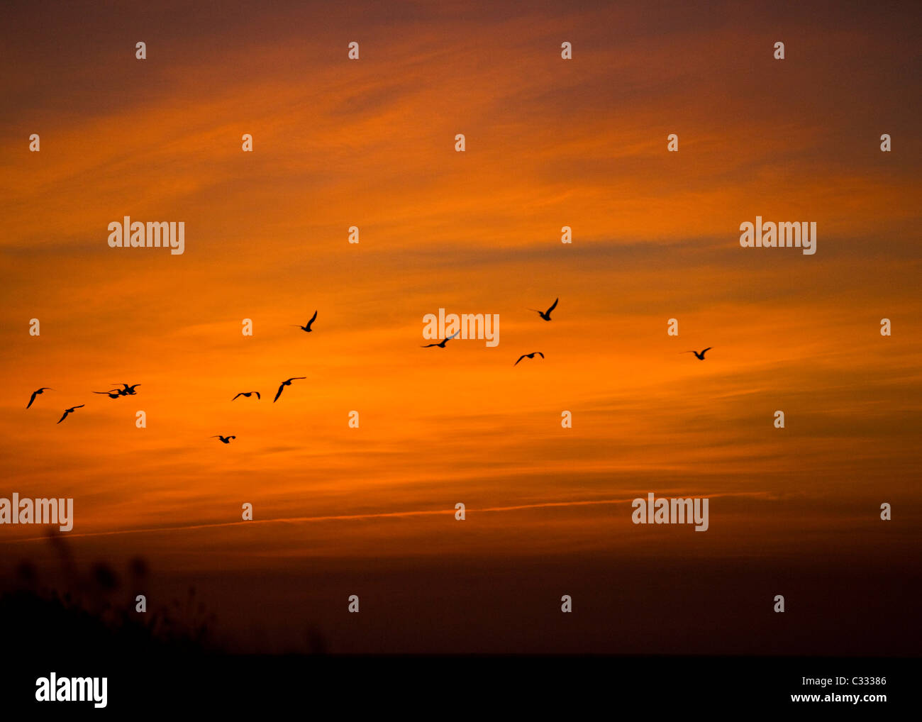 A flock of birds against golden sunset sky Stock Photo