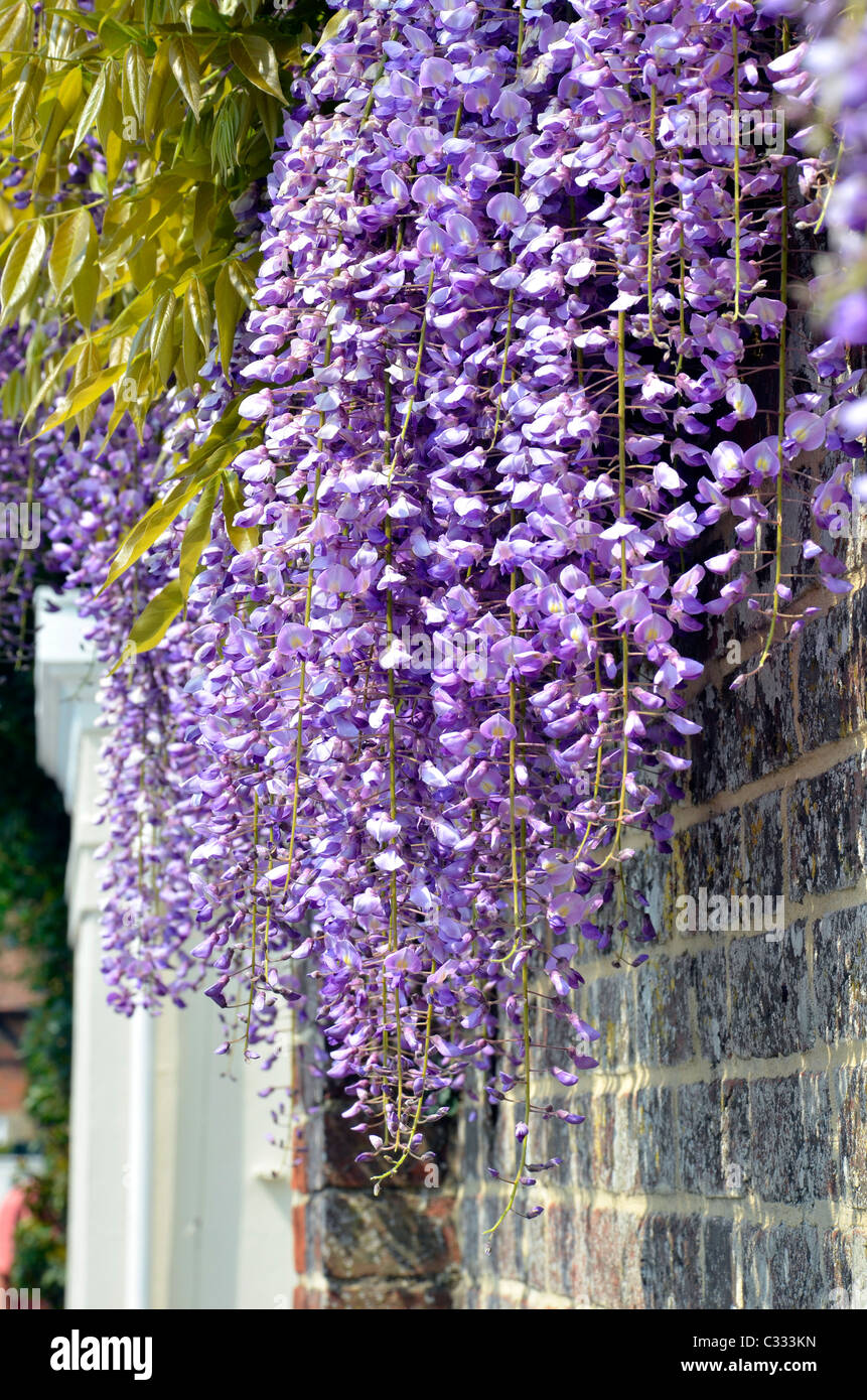 wisteria hanging over sunny wall Stock Photo Alamy
