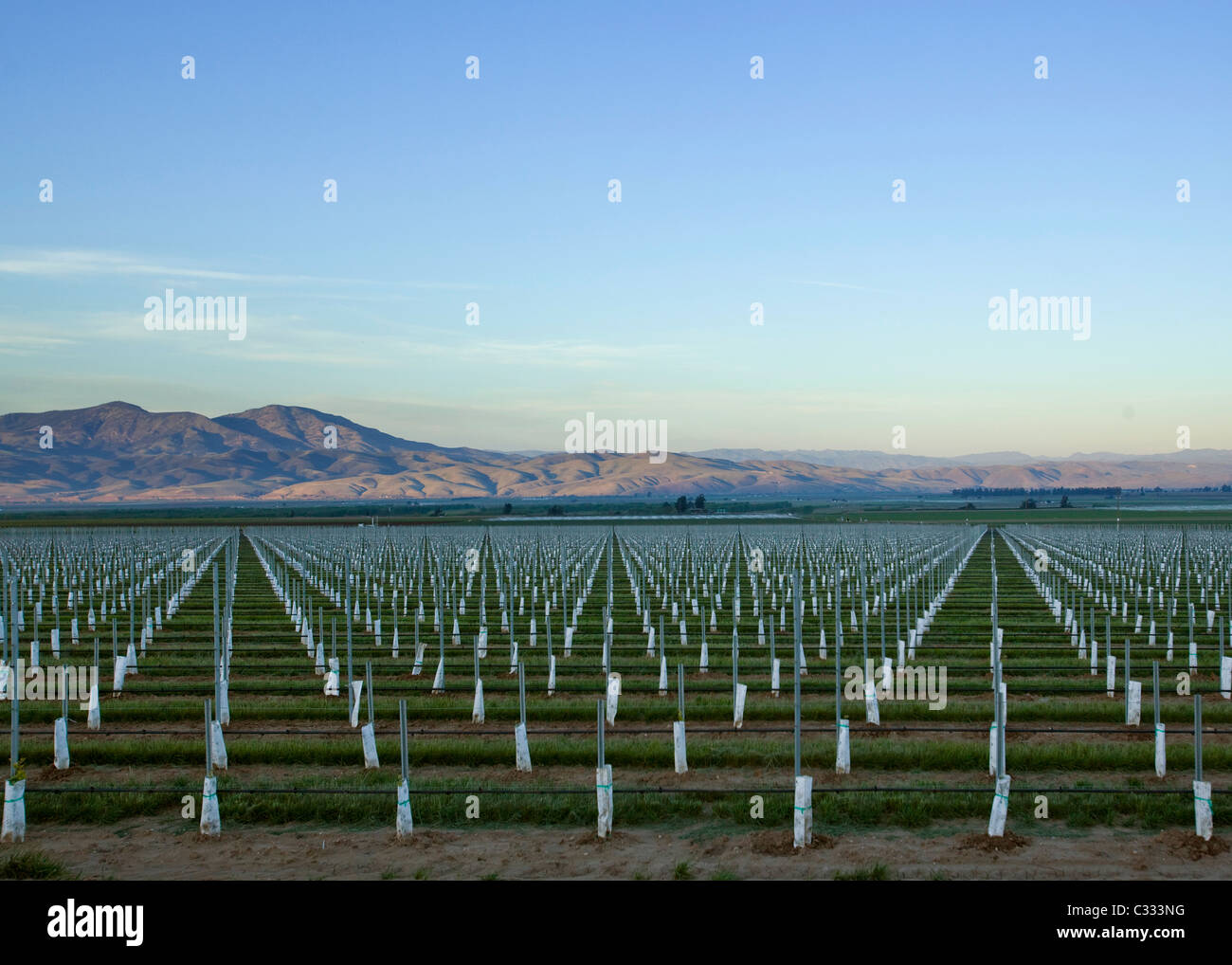 Newly planted large scale fruit orchard in central California Stock Photo