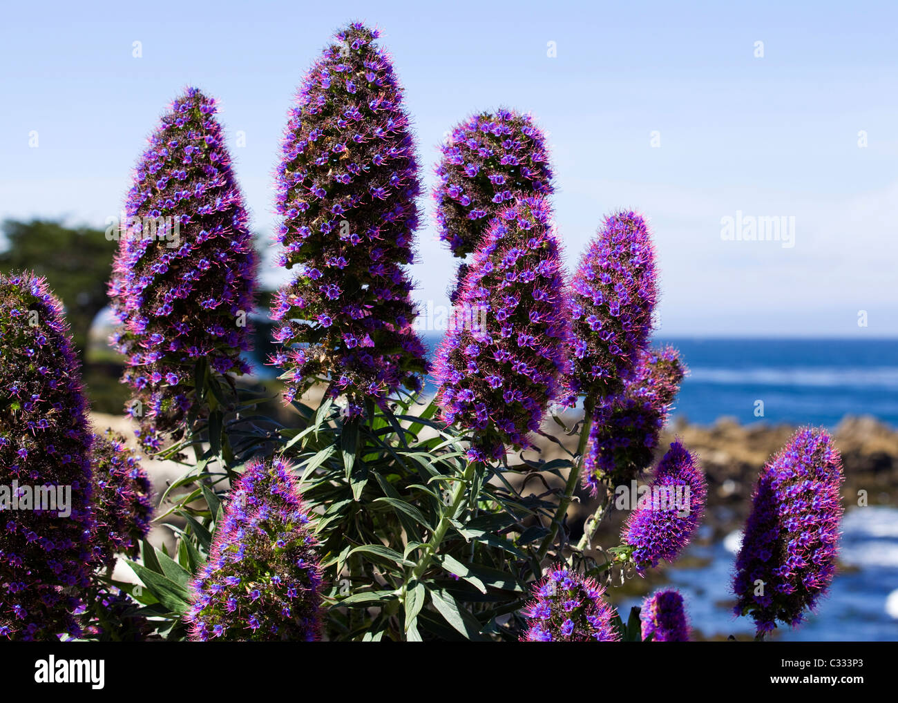 Pride of Madeira (Echium candicans) blooms - California USA Stock Photo
