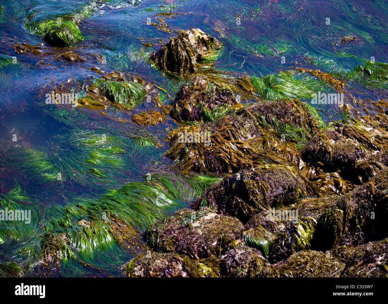Seaweed floating on water during low tide - California, USA Stock Photo