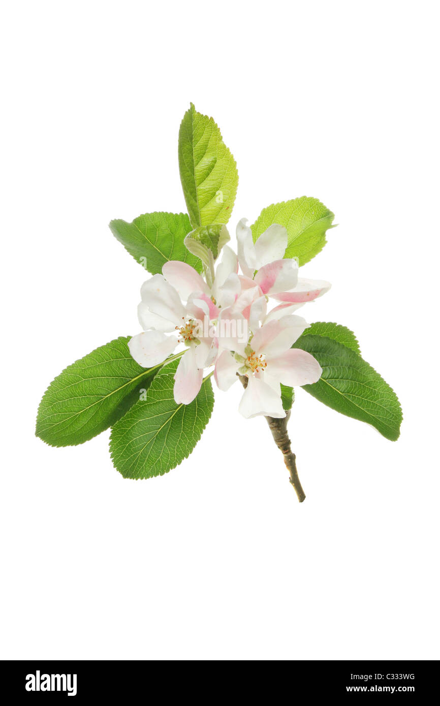 Apple blossom and leaves isolated on white Stock Photo