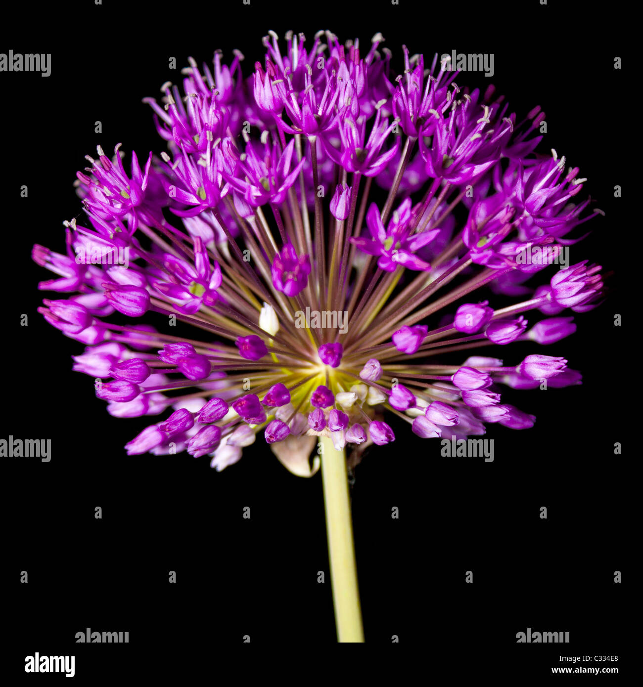 Allium fireworks Stock Photo