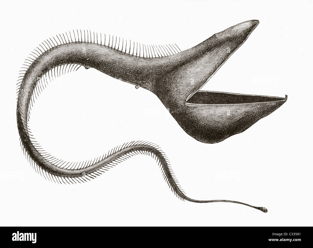 Pelican Eel or Eurypharynx pelecanoides. Deep sea fish rarely seen