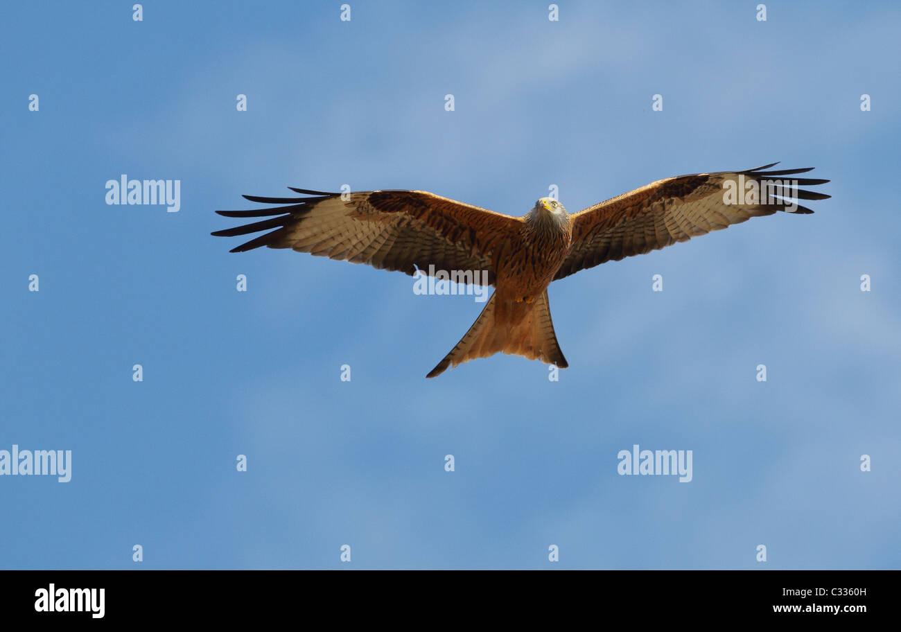 Red Kite in flight  Milvus Milvus Stock Photo