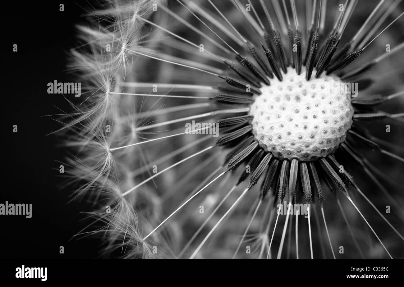 Close Up Image of a Dandelion Seed Head in Black & White (greyscale conversion). Stock Photo