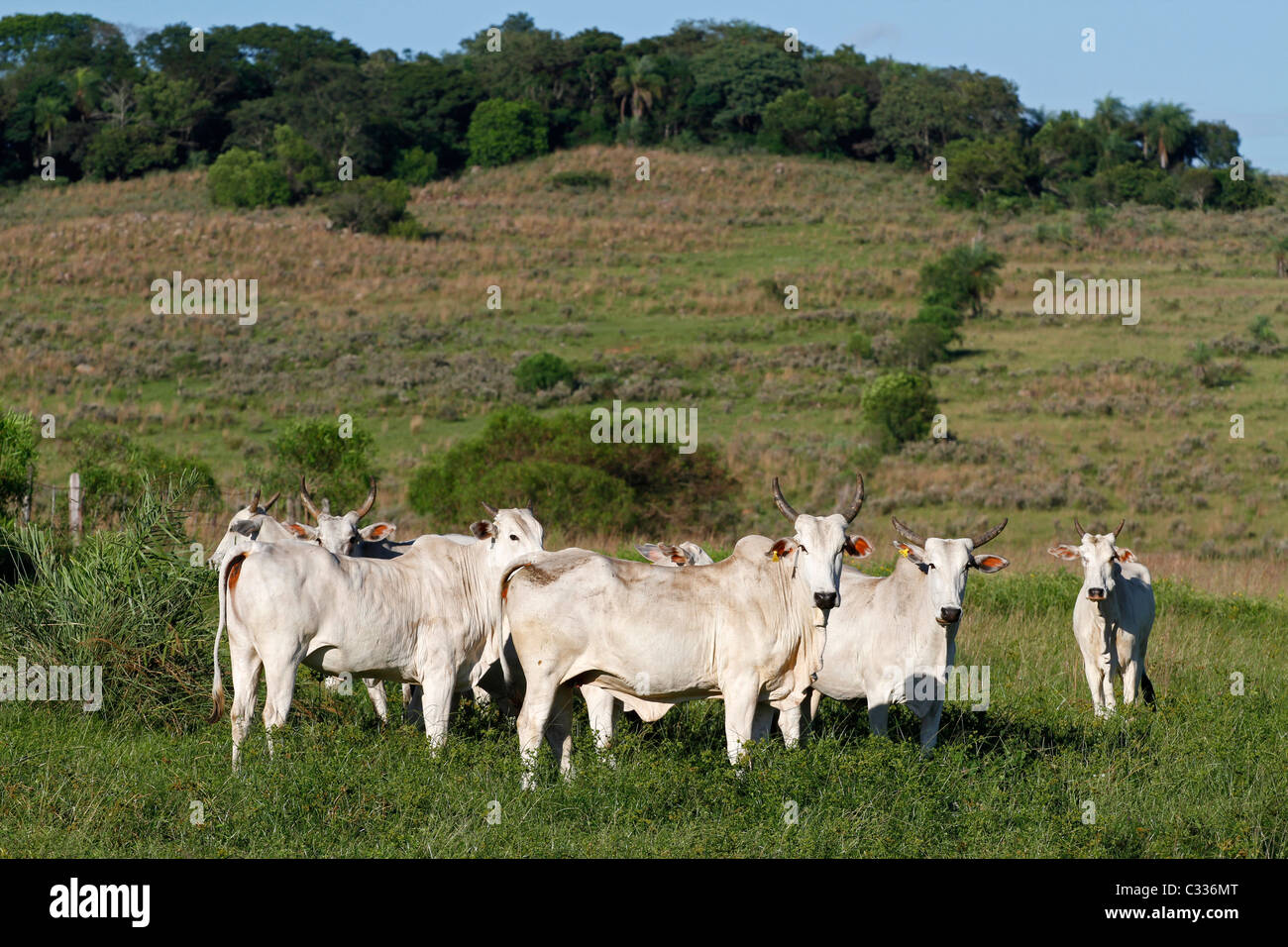 Cattle farming in Paraguay Stock Photo