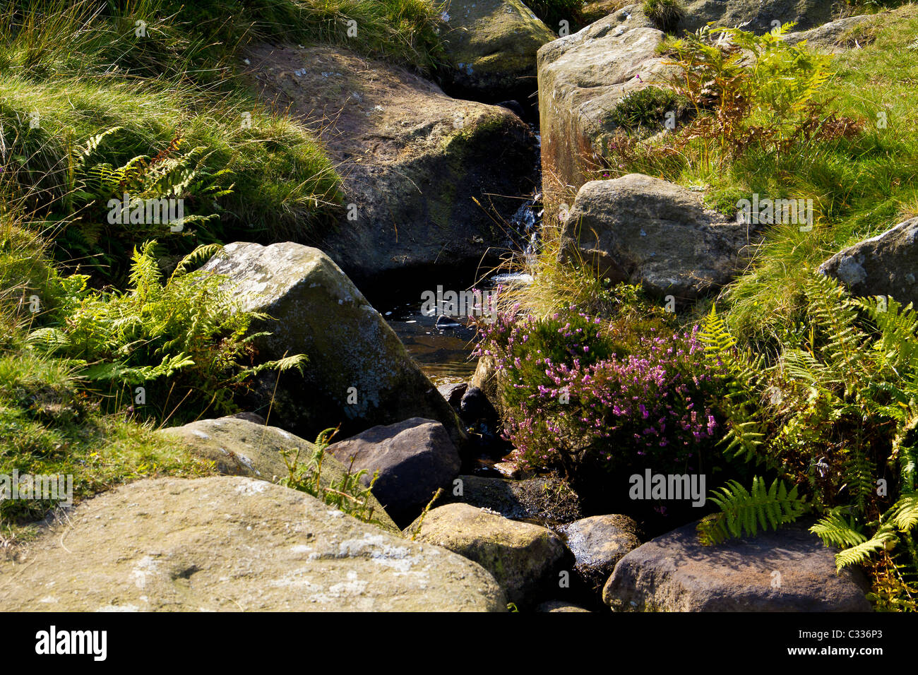 Running from the top of Rombalds Moor this stream merrily meanders through heather covered rocks to the Wharfe. Stock Photo