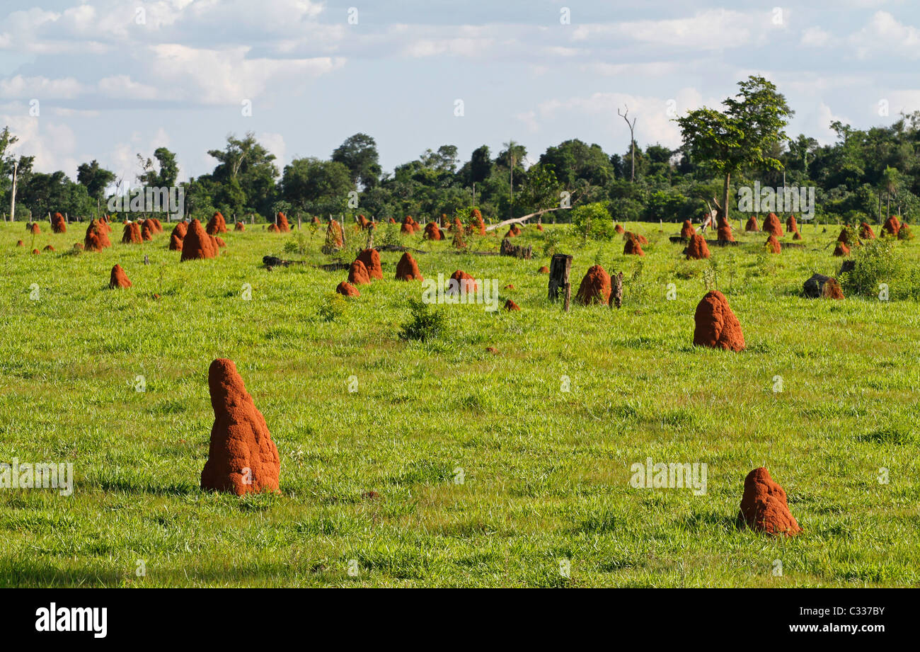 Termite mounds in a field, Canindeyú, Paraguay Stock Photo