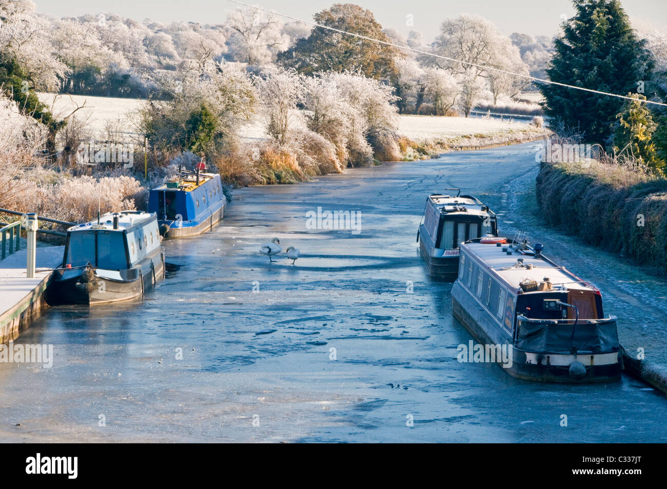 Swans on the Frozen Shropshire Union Canal, Near Tiverton, Cheshire, England, UK Stock Photo