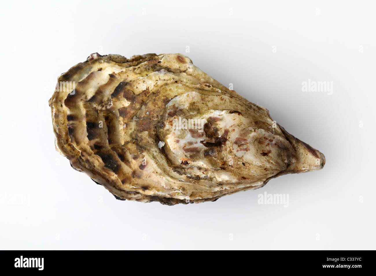 Oysters Stock Photo