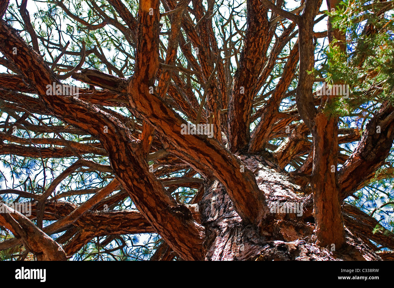 Douglas fir tree Stock Photo