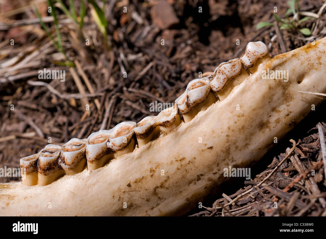 Deer teeth hires stock photography and images Alamy