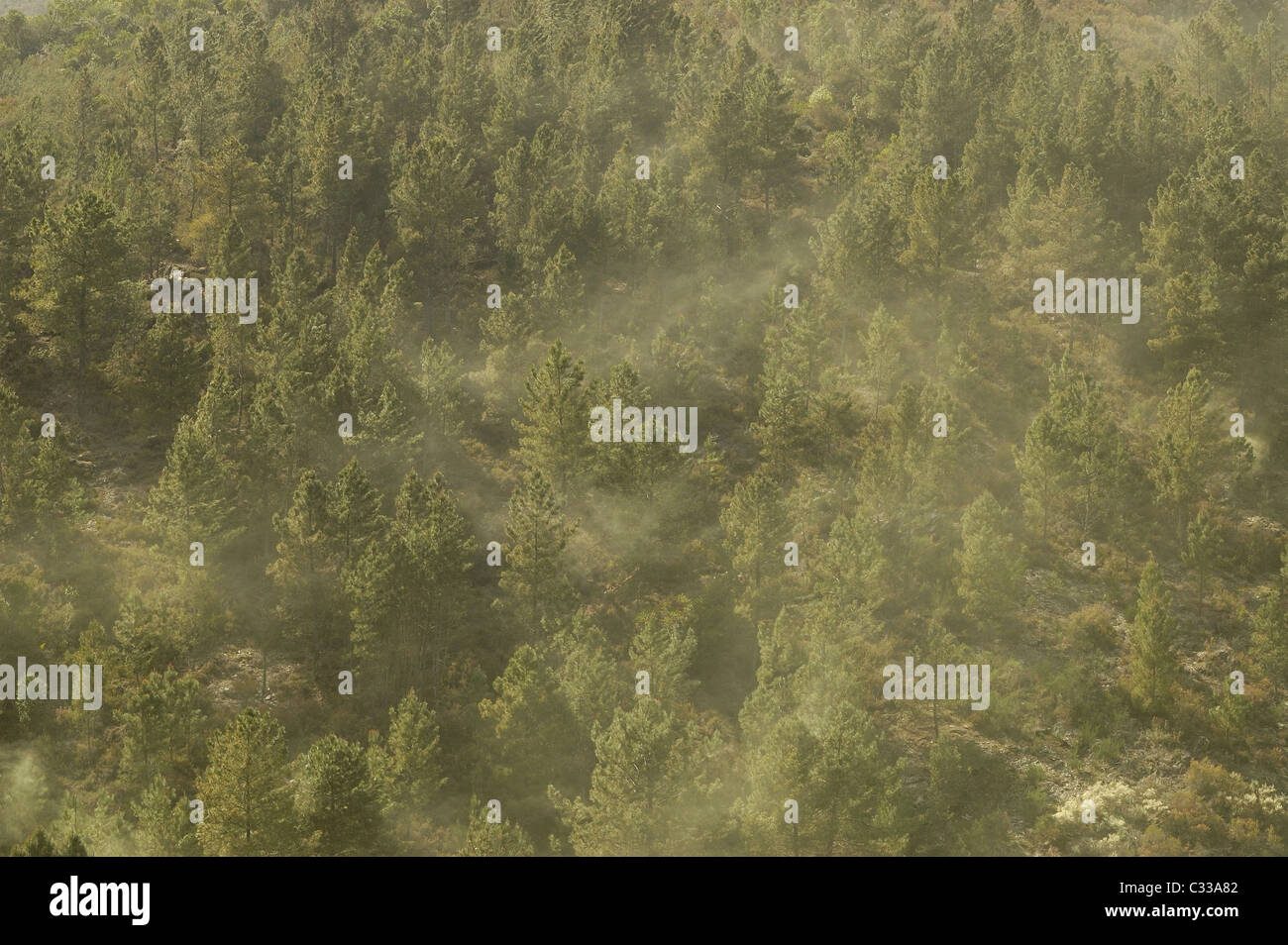 Pollen de pin Banque de photographies et d'images à haute résolution - Alamy