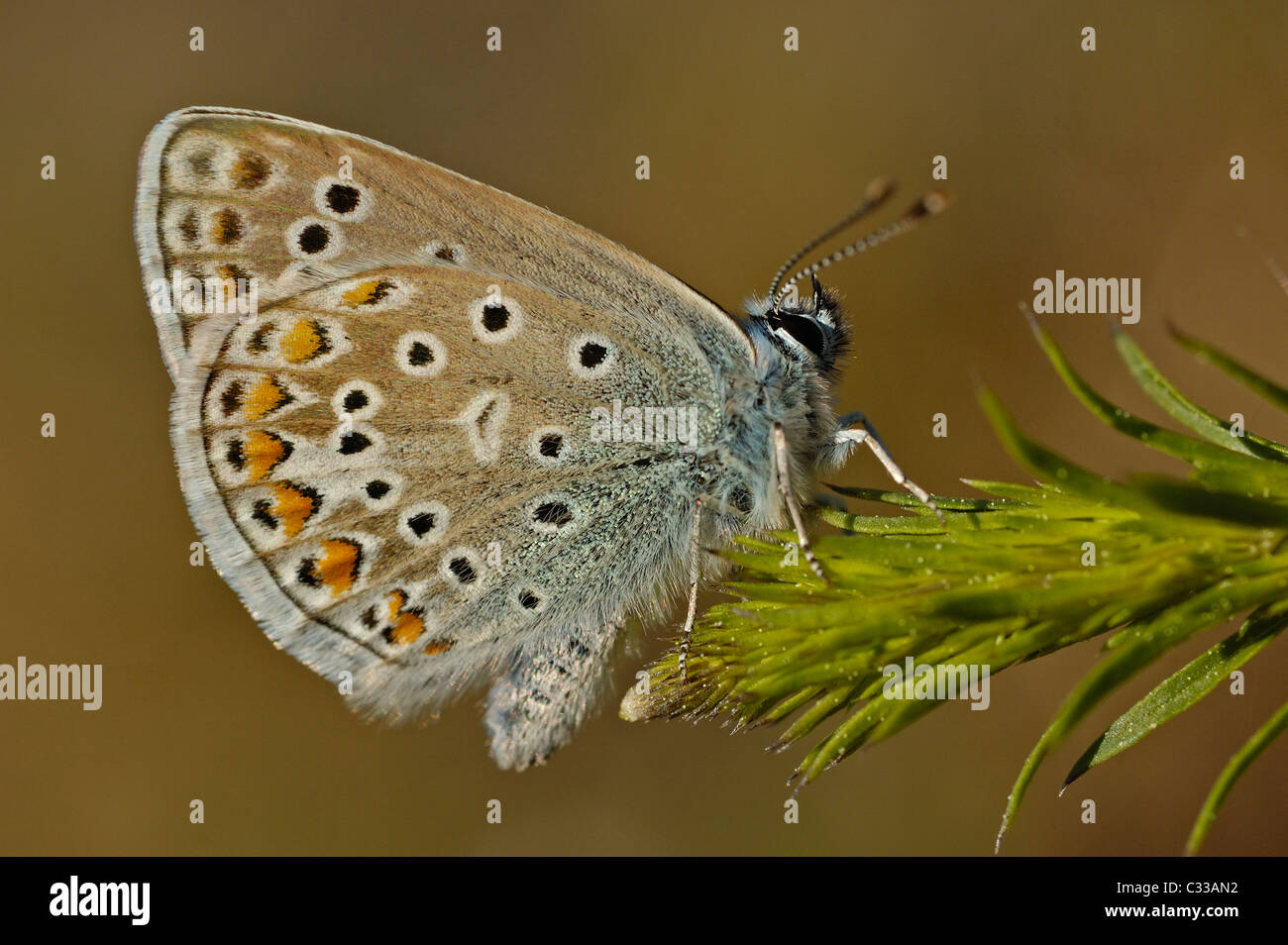 Common Blue butterfly (Polyommatus icarus) Stock Photo