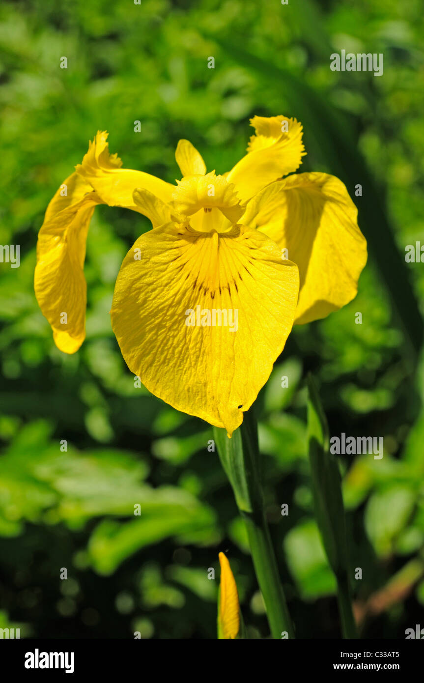 Pale Yellow iris (Iris pseudacorus) Stock Photo