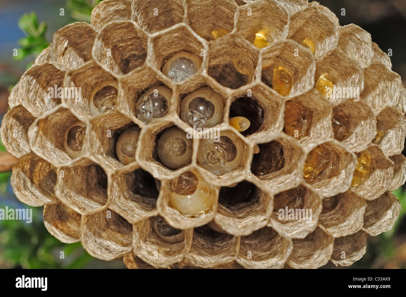 European Paper Wasp nest (Polistes gallicus) Stock Photo