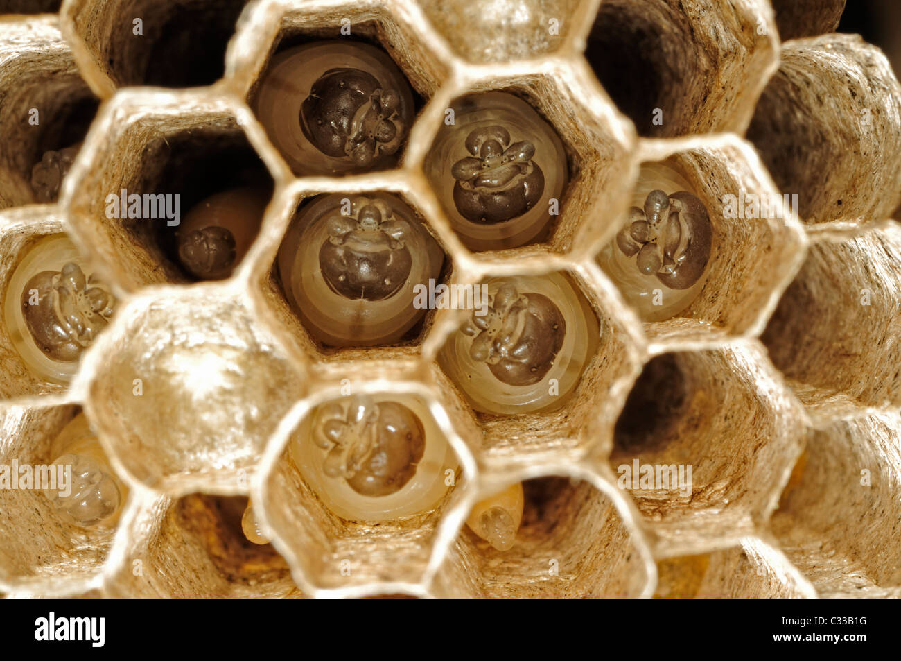 European Paper Wasp nest (Polistes gallicus) Stock Photo