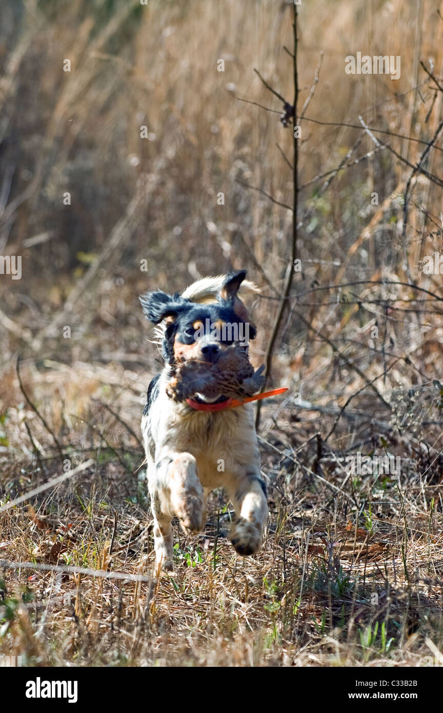 English Setter Retrieving Bird during a Bobwhite Quail Hunt in the