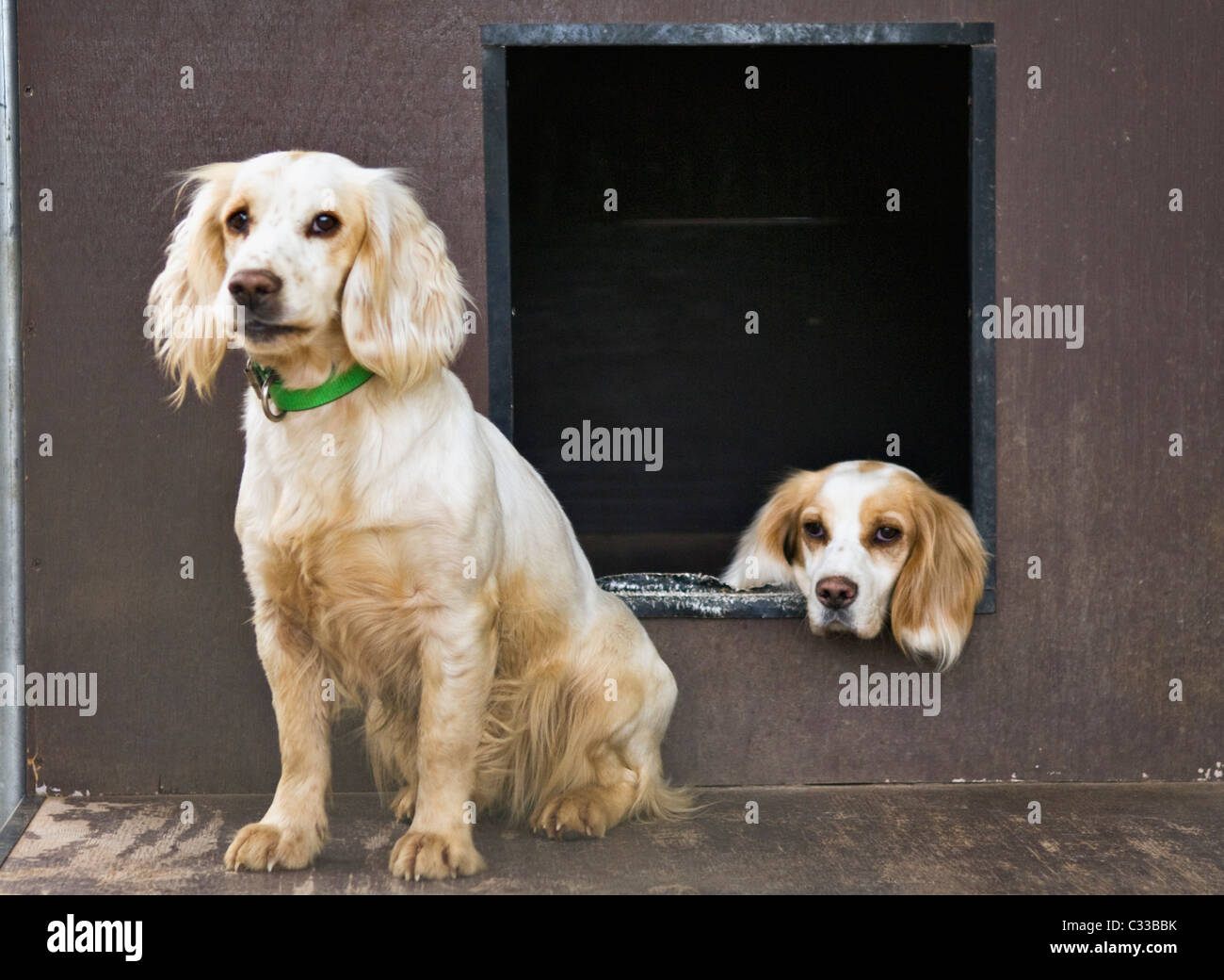 English Cocker Spaniels in Dog Kennel at Wynfield Plantation in Dougherty County, Georgia Stock Photo