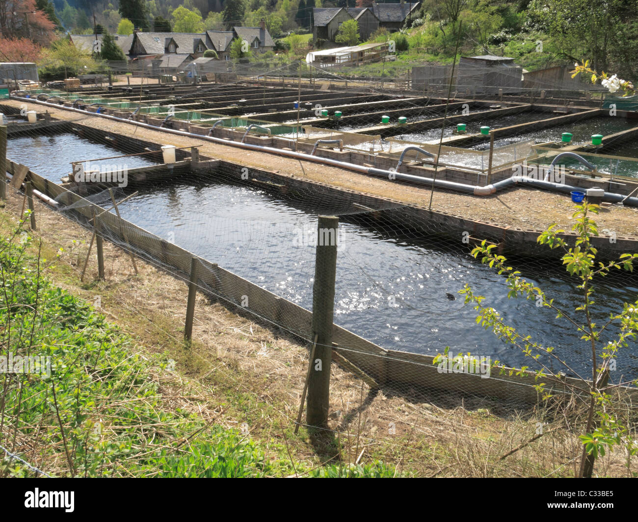 Abbey St Bathans, Berwickshire, Scotland trout farm Stock Photo Alamy