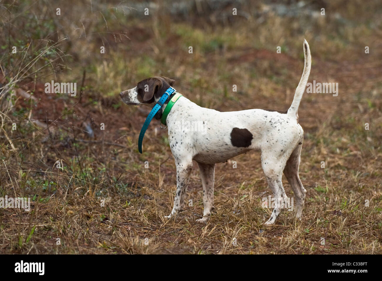 English Pointer on Point during a Bobwhite Quail Hunt in the Piney