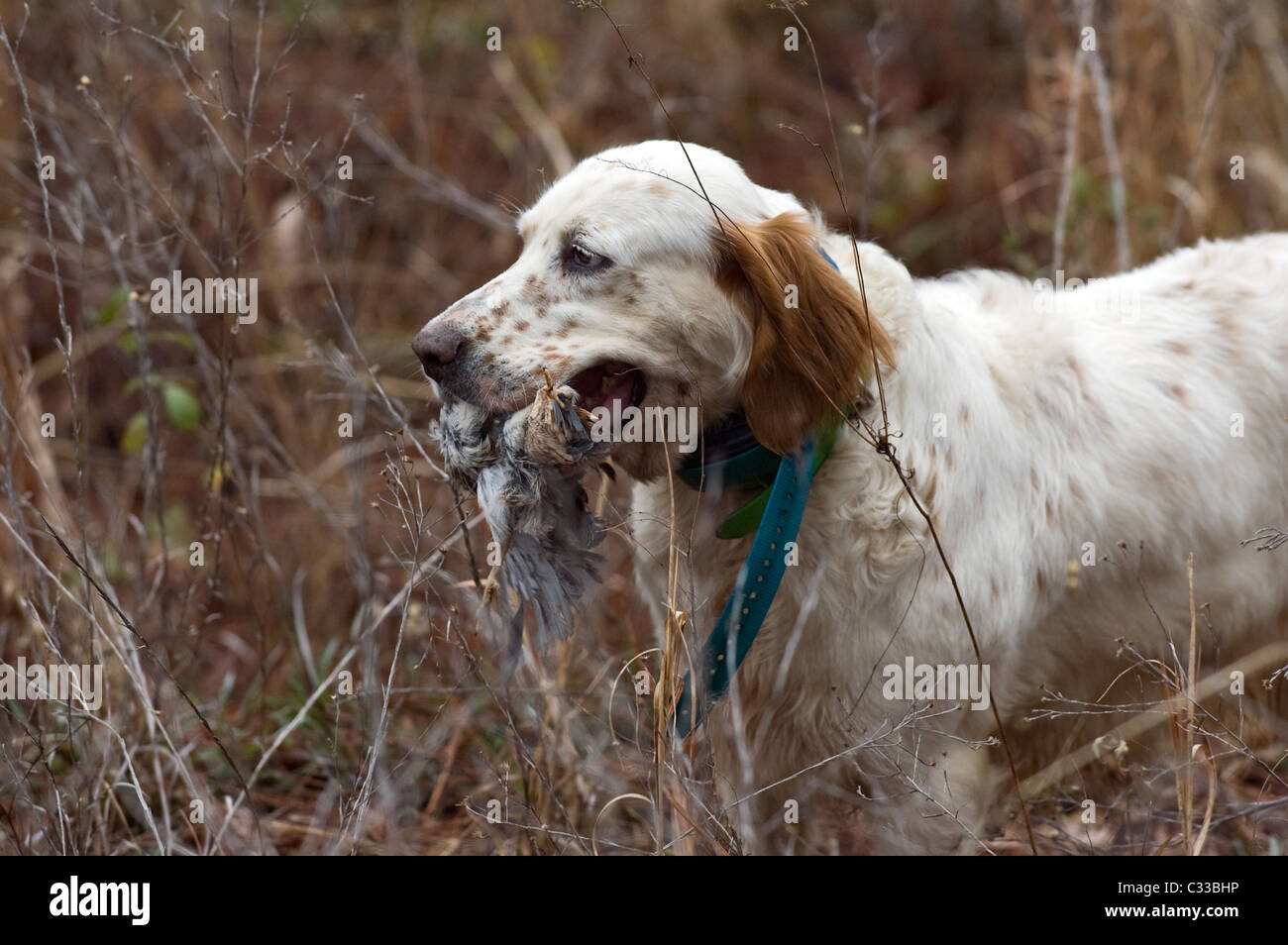 English Setter Making a Retrieve during a Bobwhite Quail Hunt in the